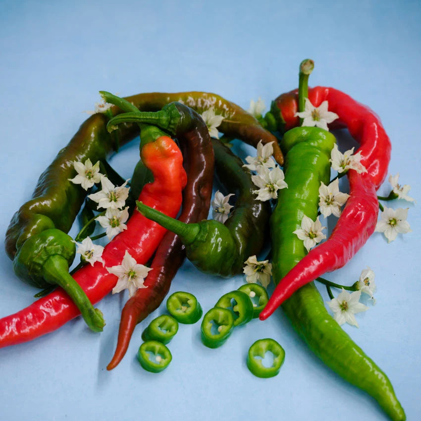 Sweet Pepper Jimmy Nardello Italian