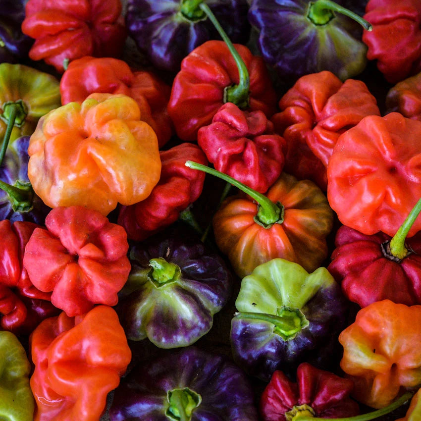 Sweet Pepper Aji Cachucha