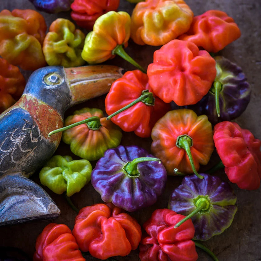 Sweet Pepper Aji Cachucha