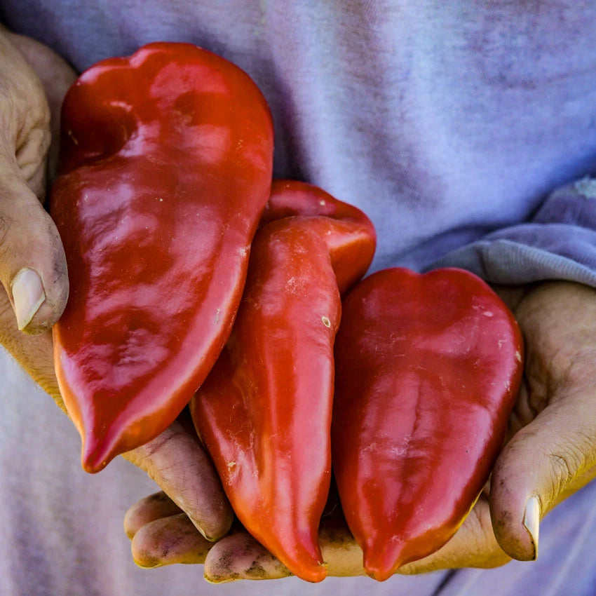 Sweet Pepper Ajvarski