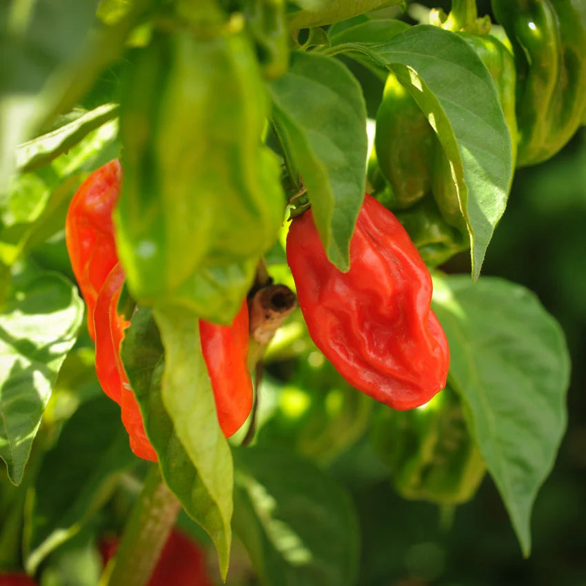 Sweet Pepper Arroz Con Pollo