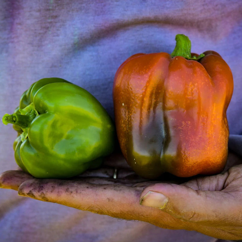 PEPPER California WONDER