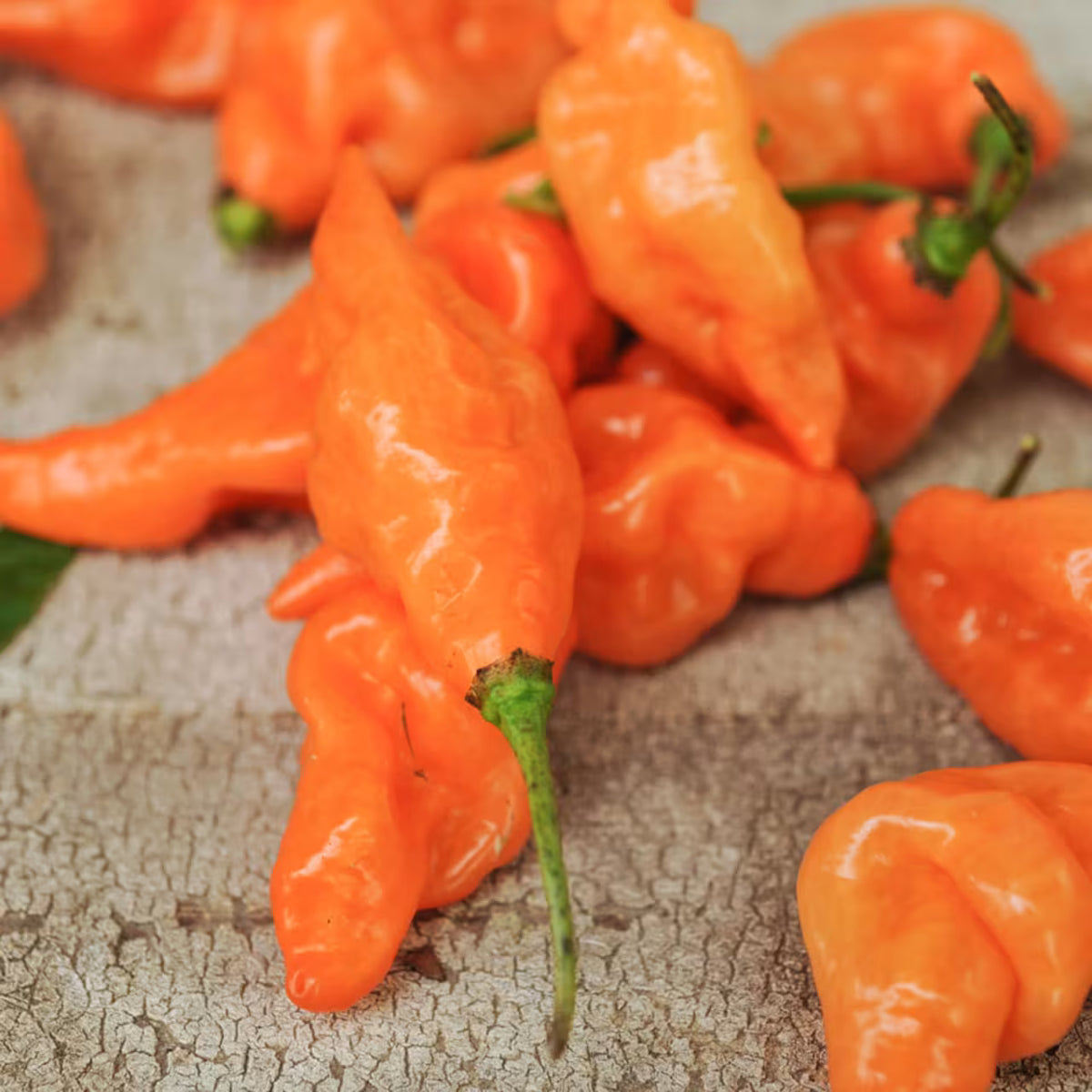 Sweet Pepper Habanada