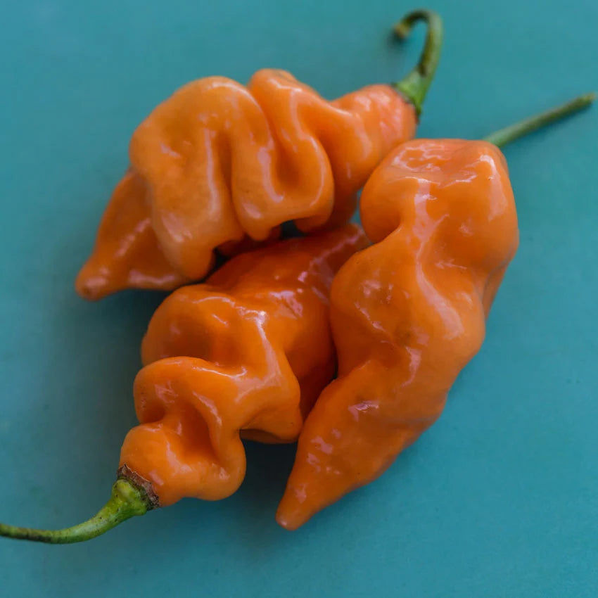 Sweet Pepper Seeds, Habanada