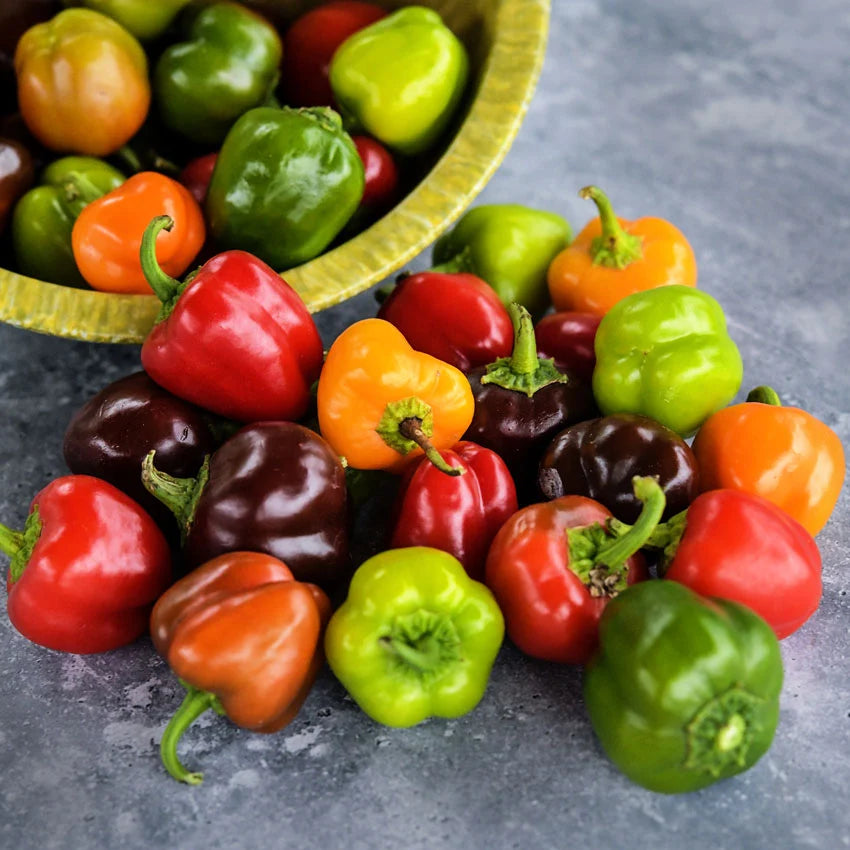 Sweet Pepper Mini Bell Mix