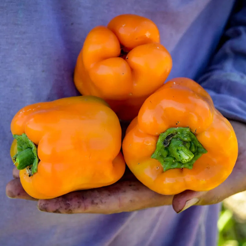 PEPPER ORANGE BELL