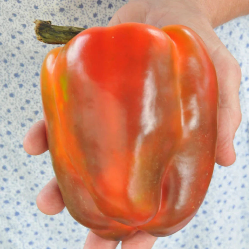 Sweet Pepper Ozark Giant