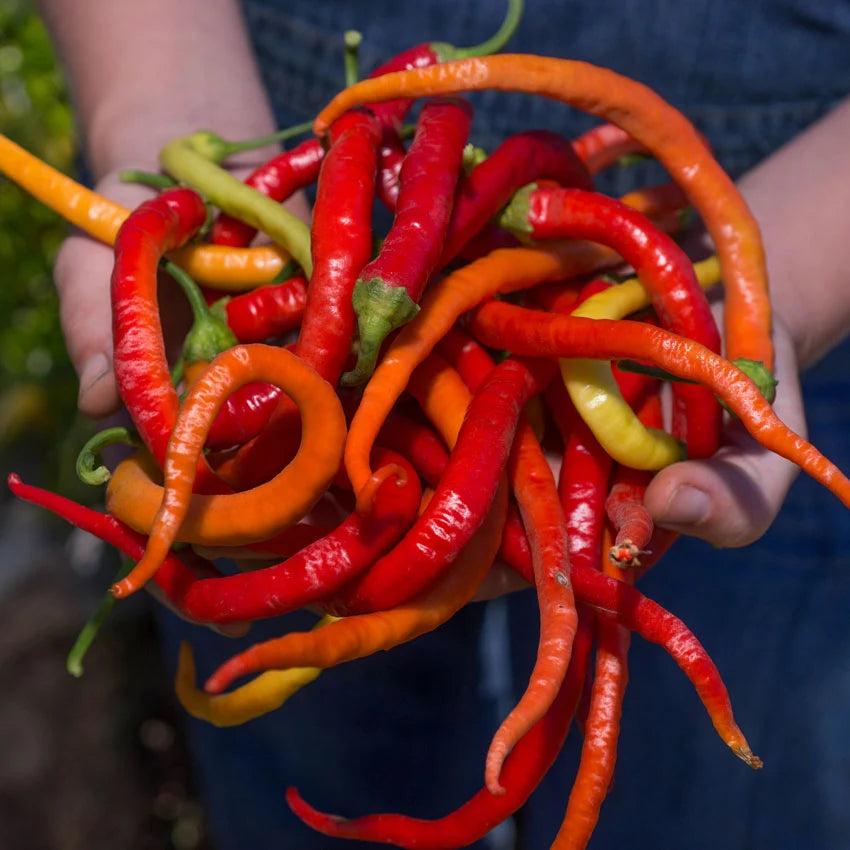 Sweet Pepper Corbaci