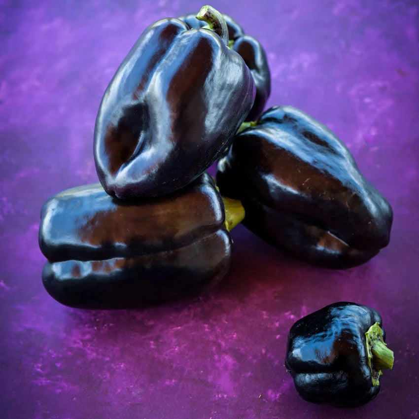 Sweet Pepper Purple Beauty