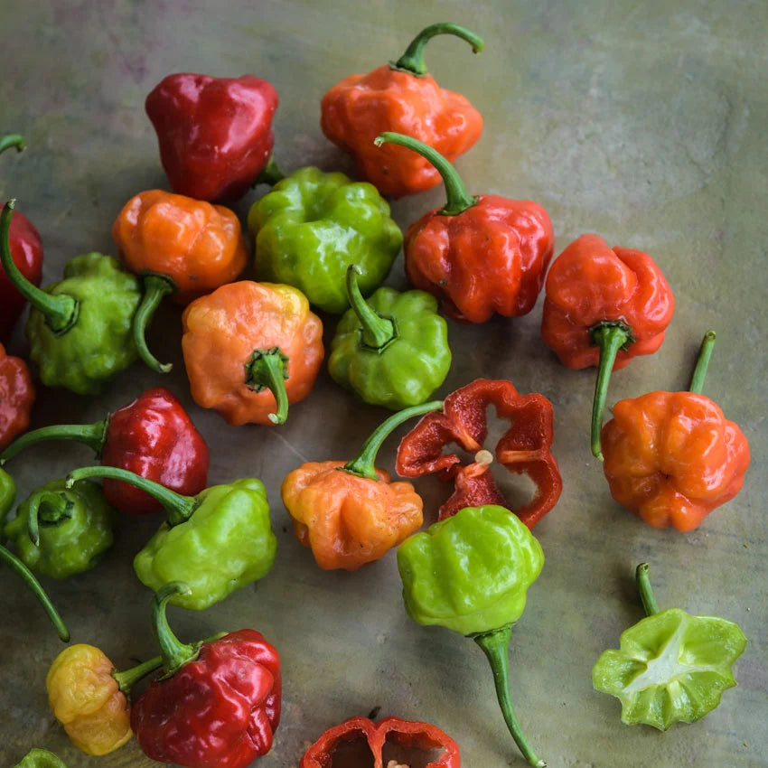Sweet Pepper Sweet Bonnet