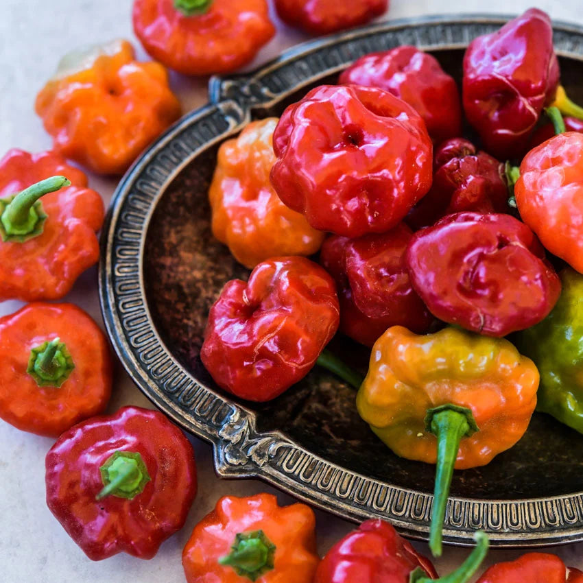 Sweet Pepper Sweet Bonnet