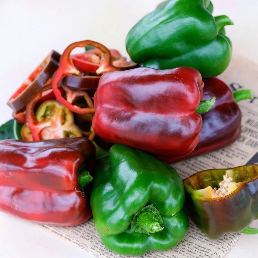 Sweet Pepper Ozark Giant