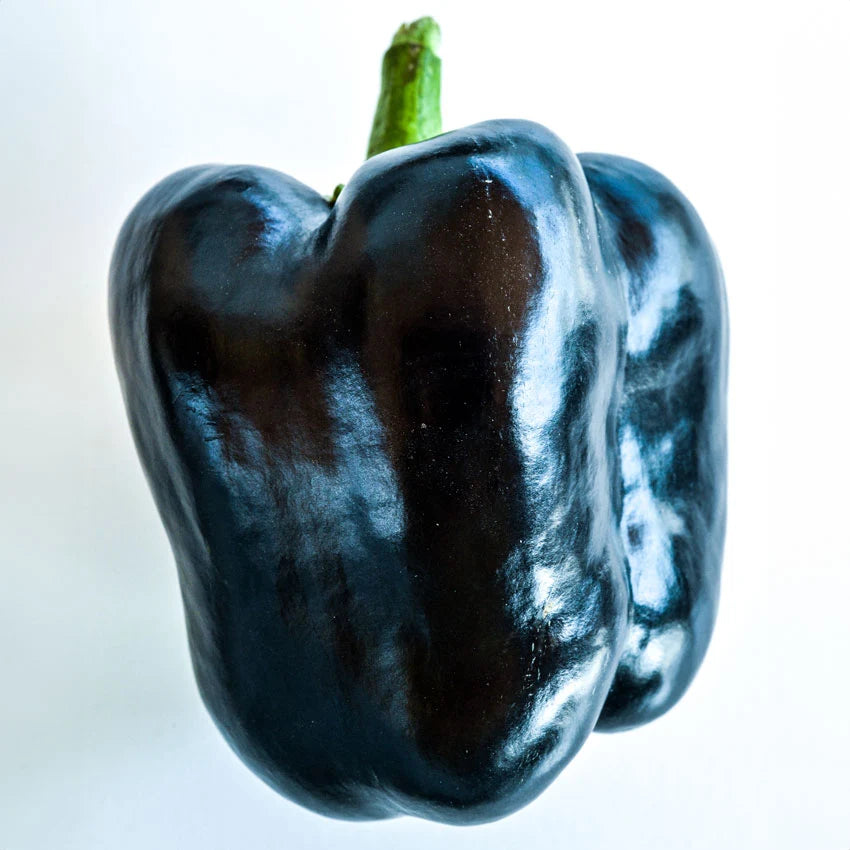 Sweet Pepper Purple Beauty
