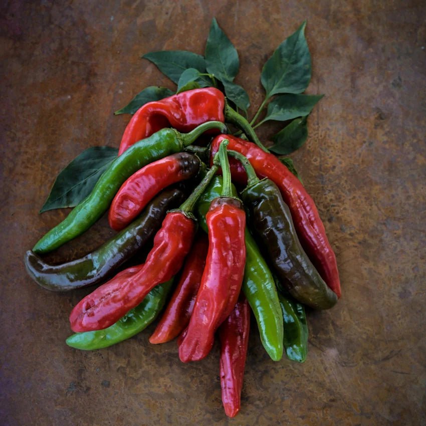 Sweet Pepper Txorixero