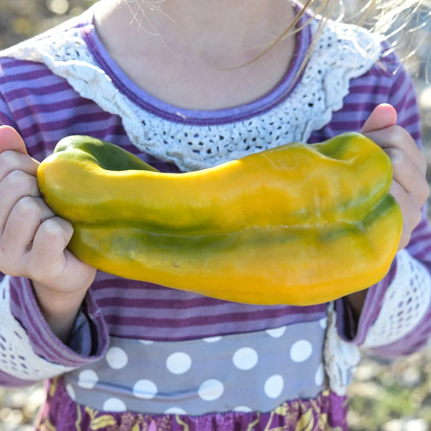 PEPPER YELLOW MONSTER