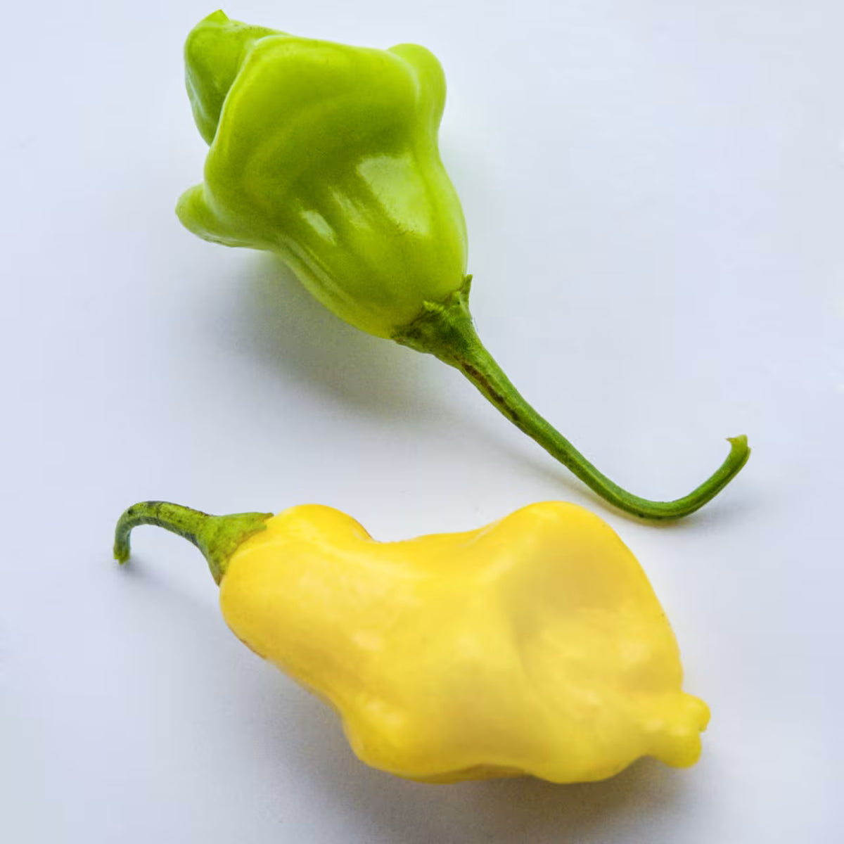 Hot Pepper  Aji Fantasy
