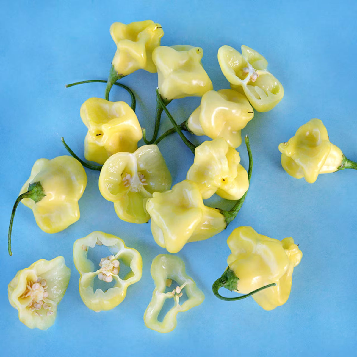 Hot Pepper  Aji Fantasy