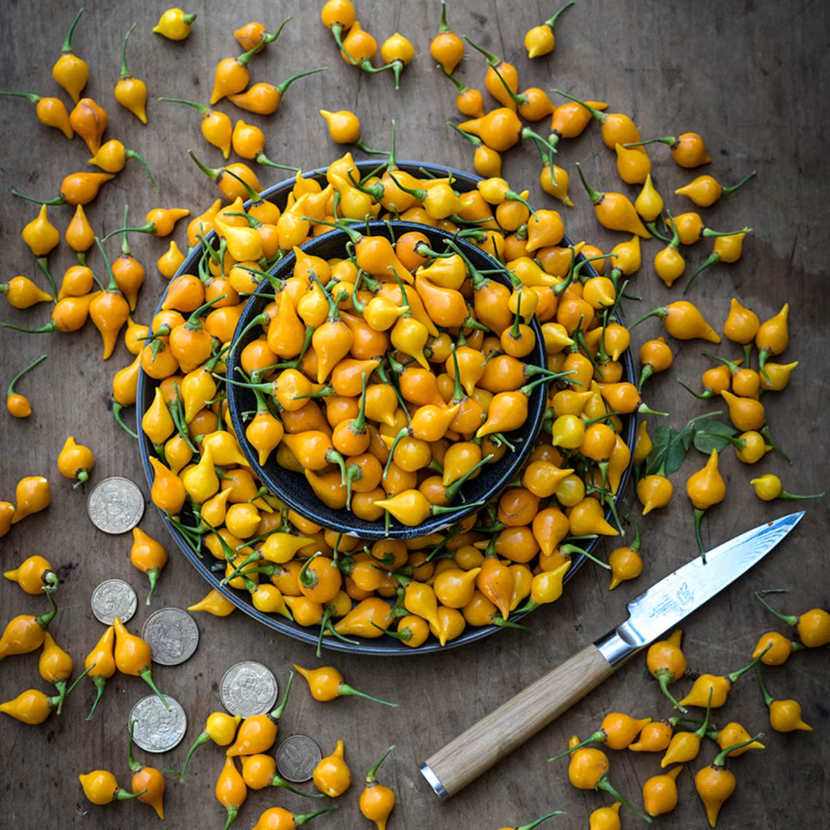 Hot Pepper, Biquinho Yellow