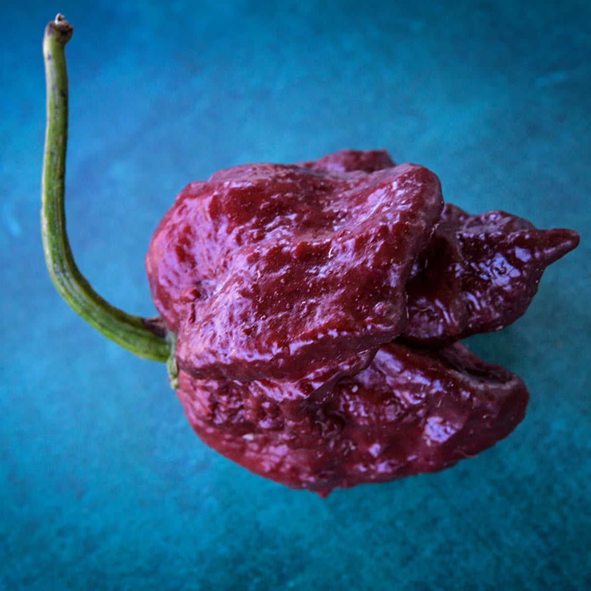 Hot Pepper  Chocolate Trinidad Scorpion