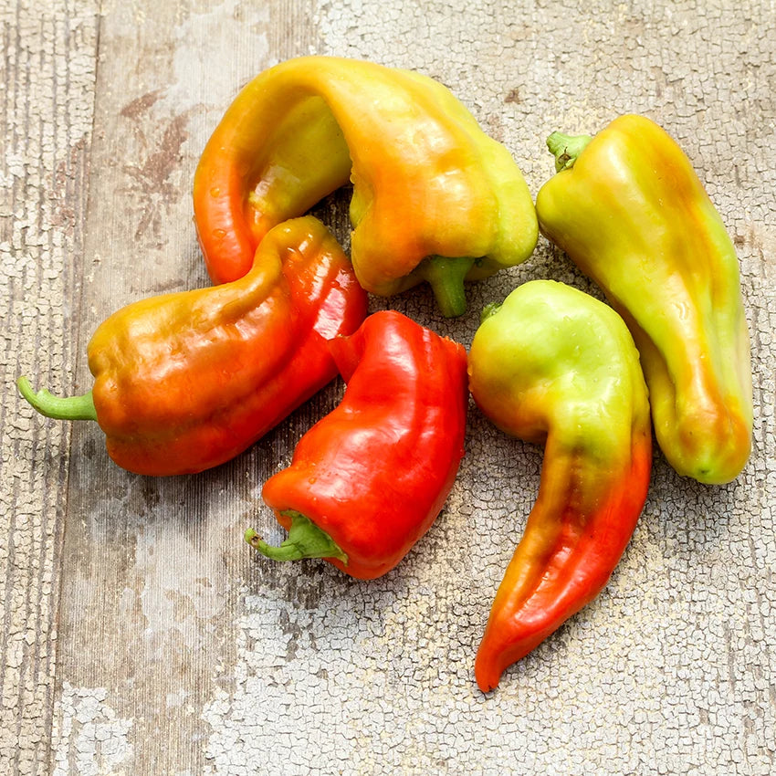 Sweet Pepper Cubanelle
