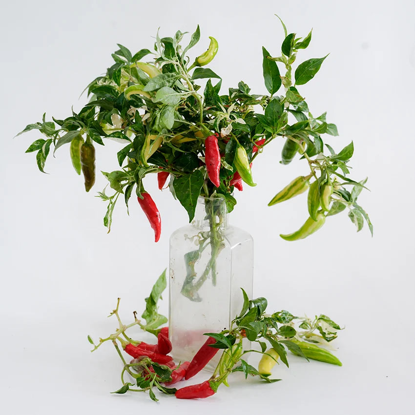 PEPPER FISH