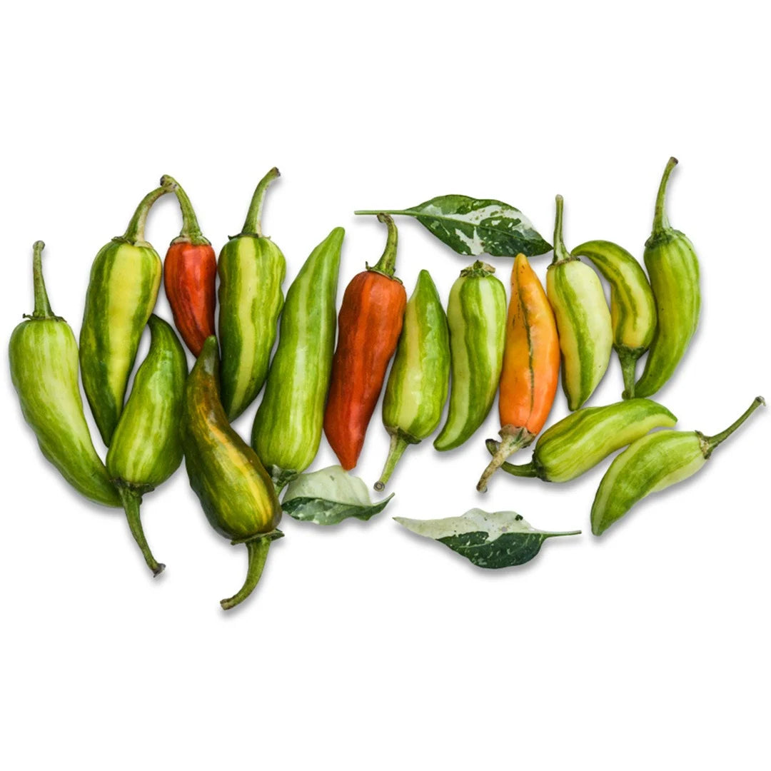PEPPER FISH