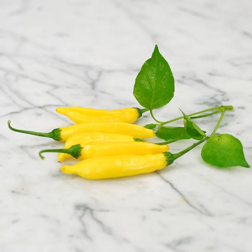 PEPPER LEMON DROP