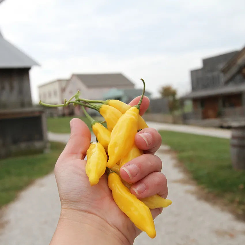 PEPPER LEMON DROP
