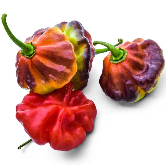 Sweet Pepper Aji Cachucha