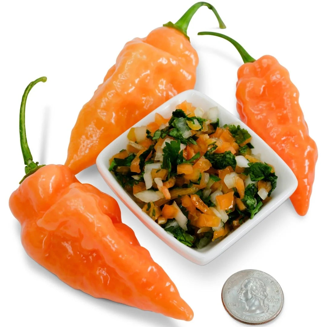 Sweet Pepper Seeds, Habanada