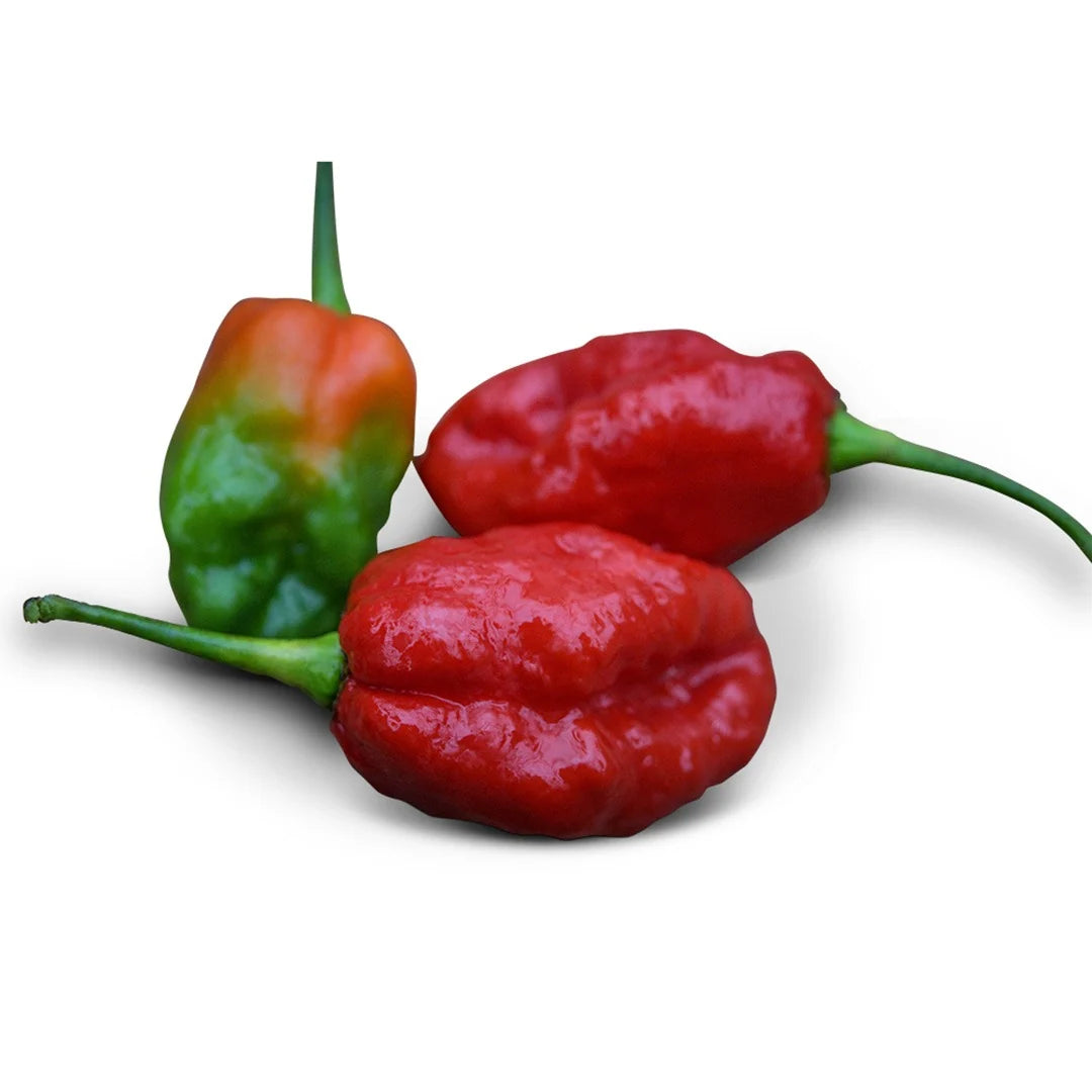 Sweet Pepper Sweet Moruga