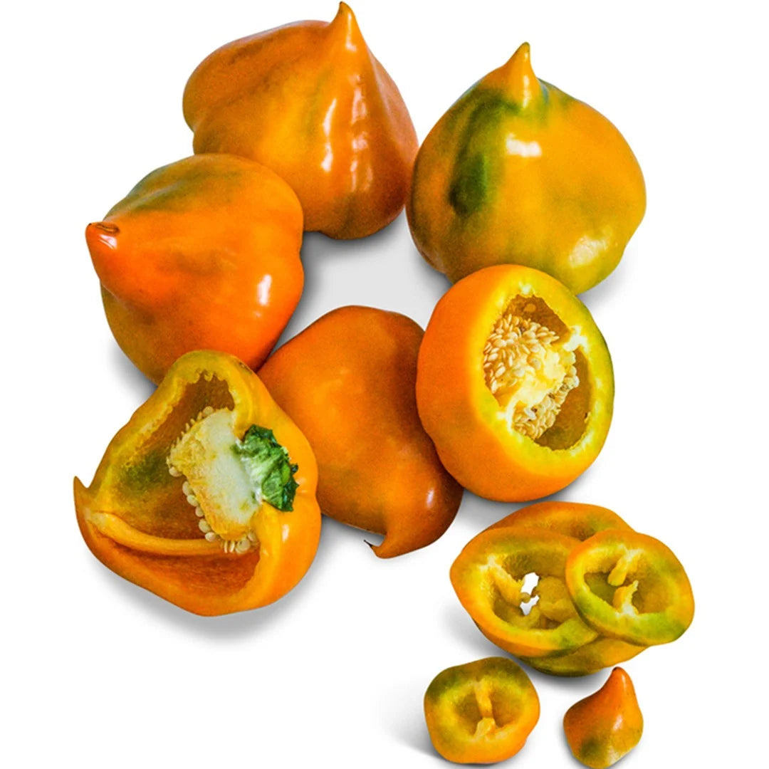 Sweet Pepper Orange Lesya