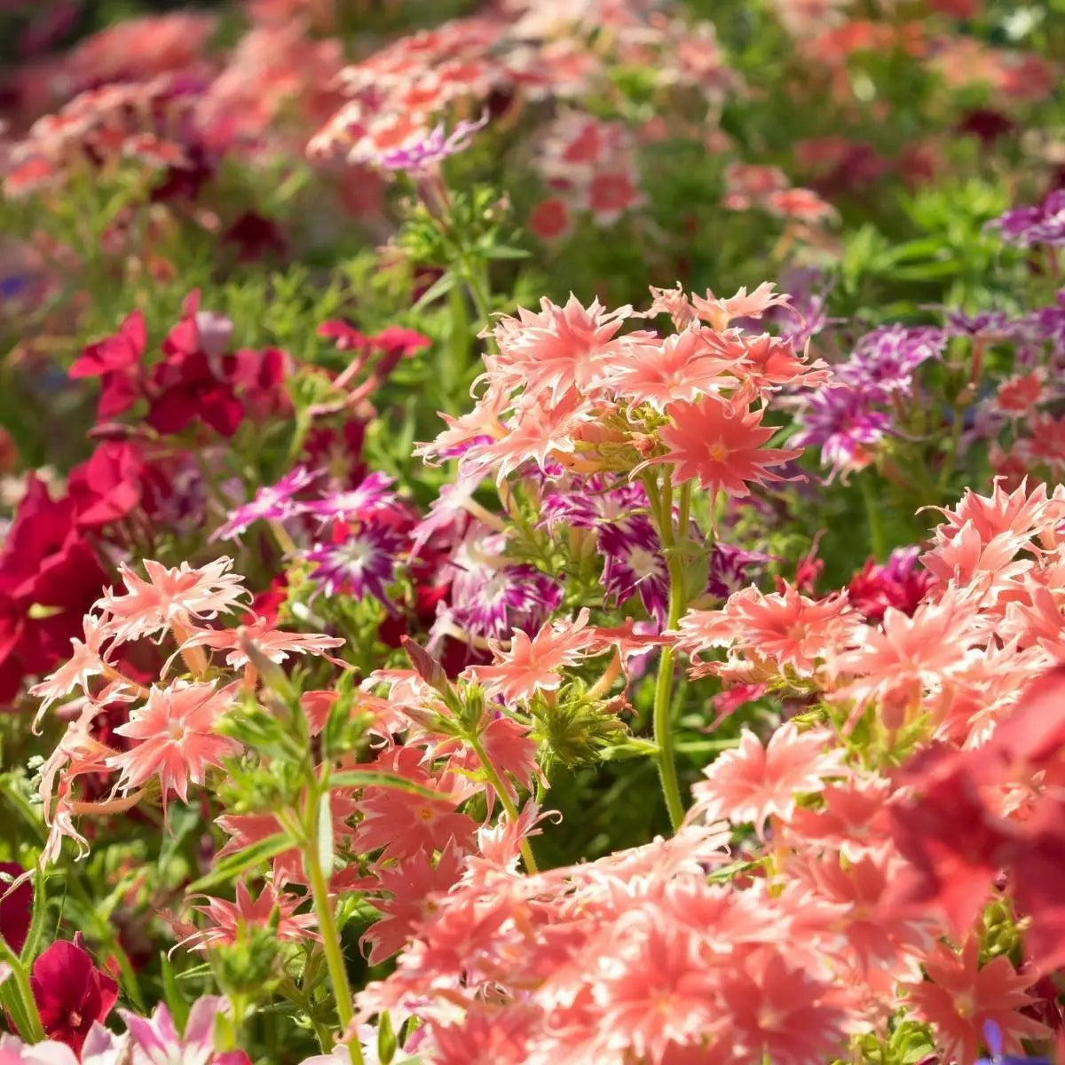 PHLOX TWINKLES DWARF Mix
