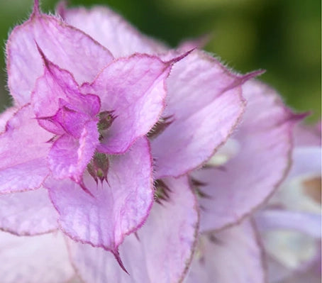 Salvia' sclárea var. turkestanica Vatican Pink' Sage, Clary