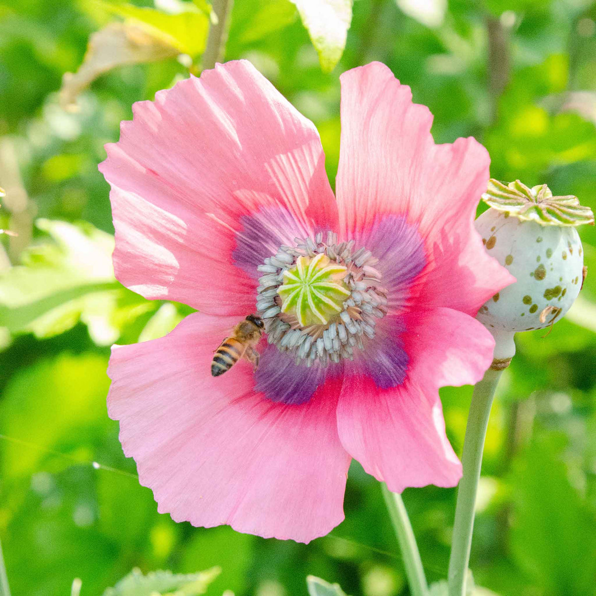 POPPY FLORIST PEPPERBOX