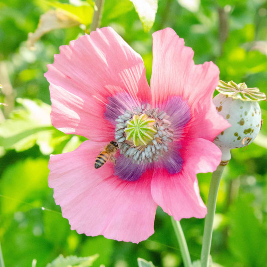POPPY FLORIST PEPPERBOX