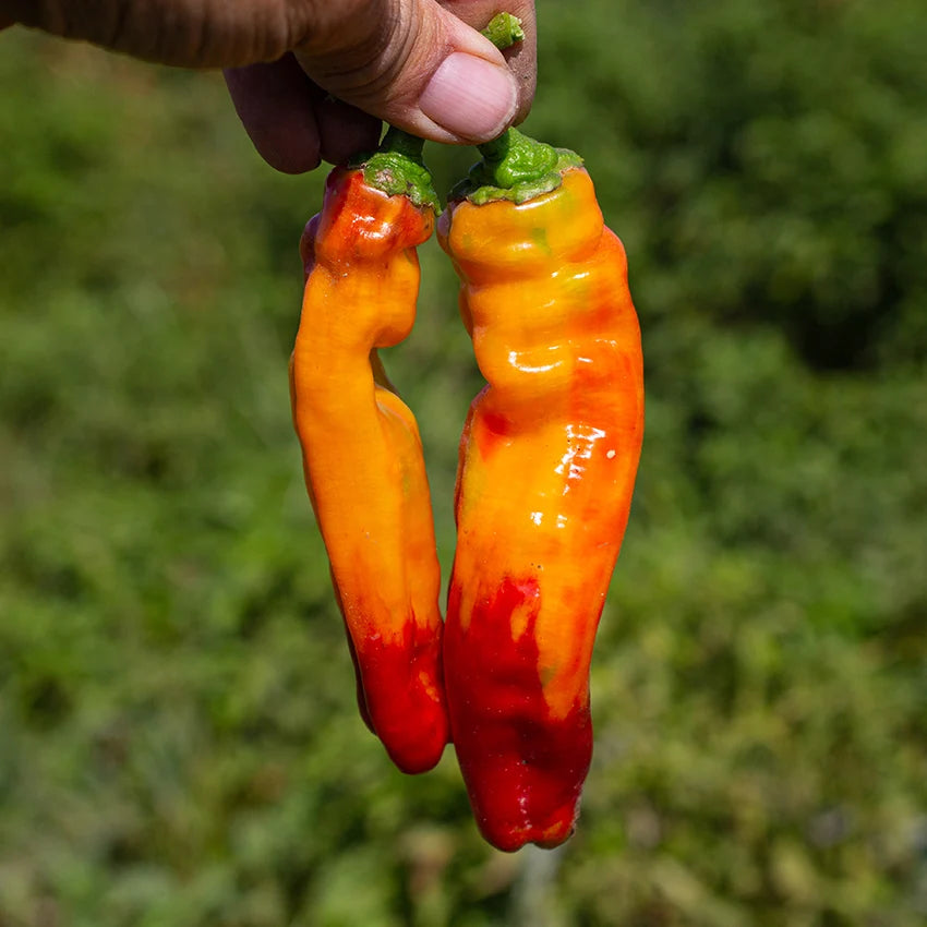 Sweet Pepper Cubanelle