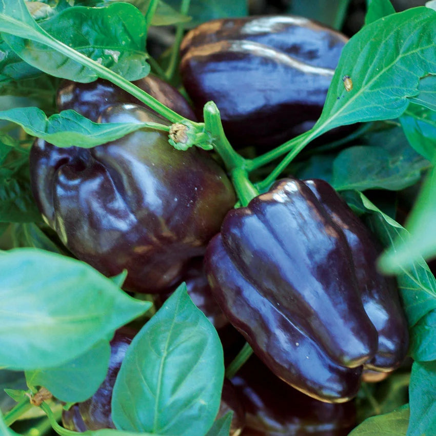 Sweet Pepper Purple Beauty