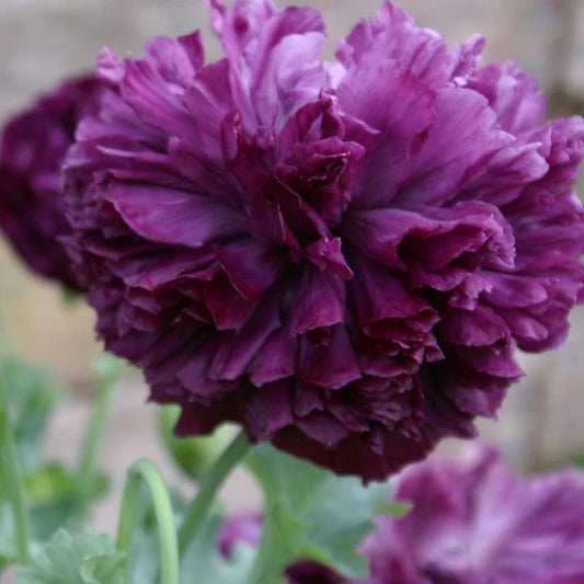 poppy purpée peony