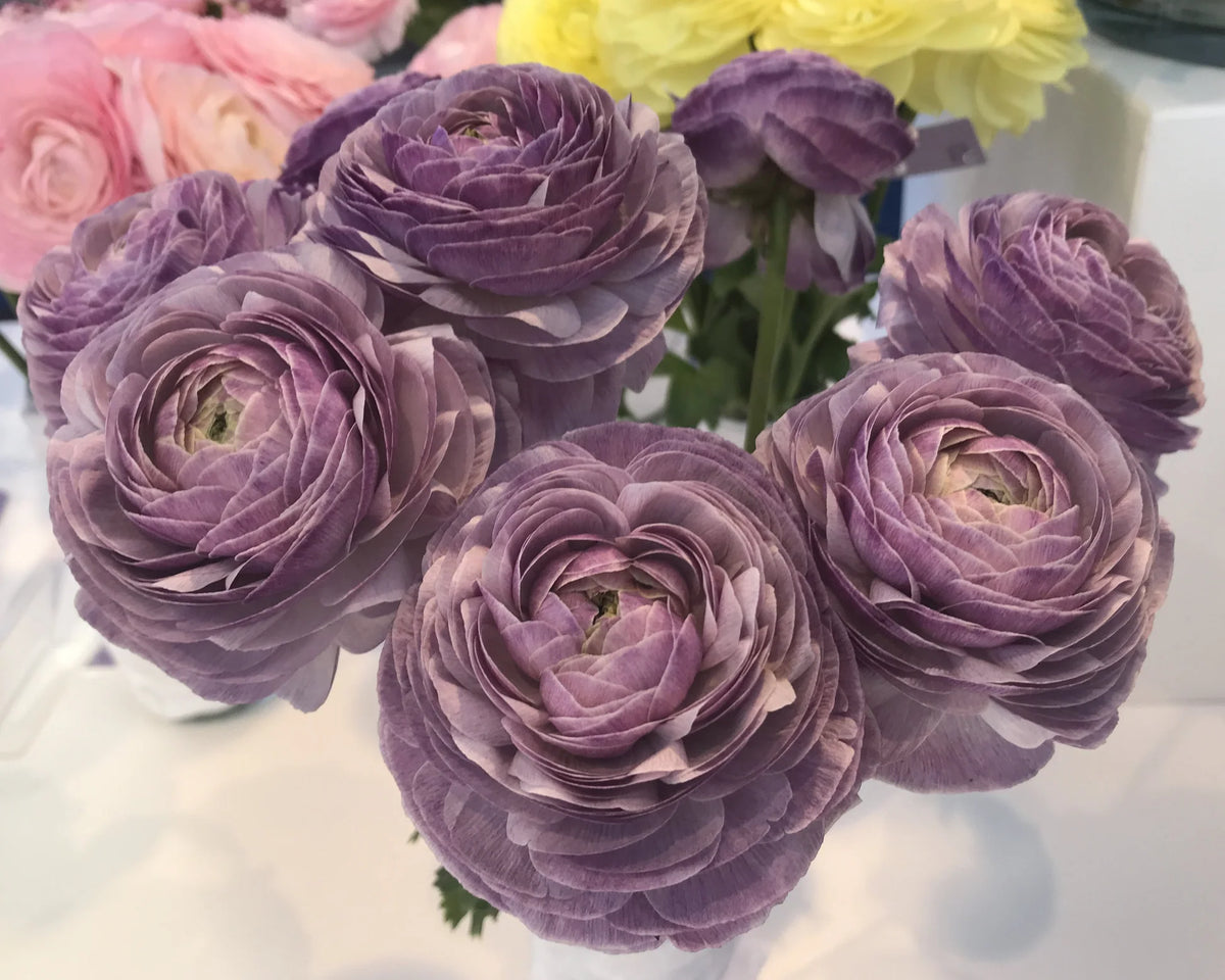 Ranunculus 'Elegance® Malva'