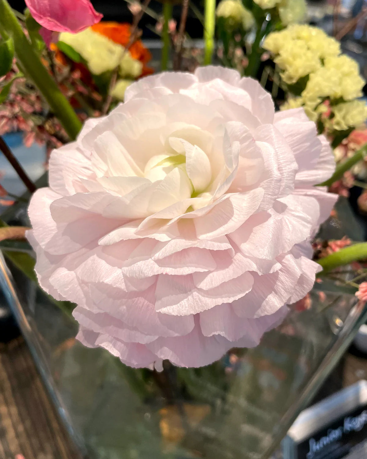Ranunculus 'Elegance® Pastello' 5
