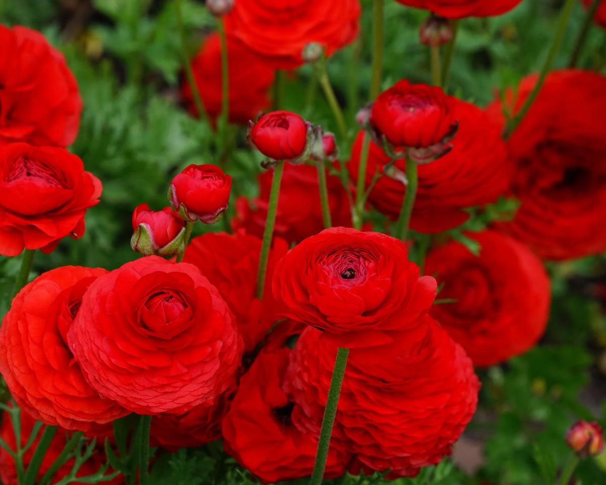 Ranunculus 'Elegance® Rosso' 5