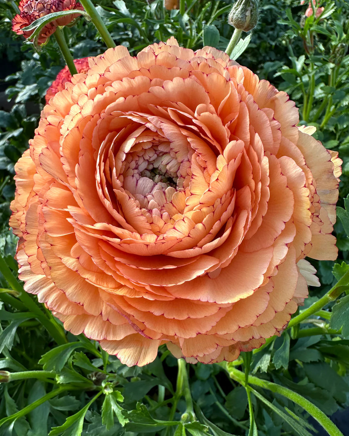 Ranunculus 'Elegance® Pastello Striato' 5