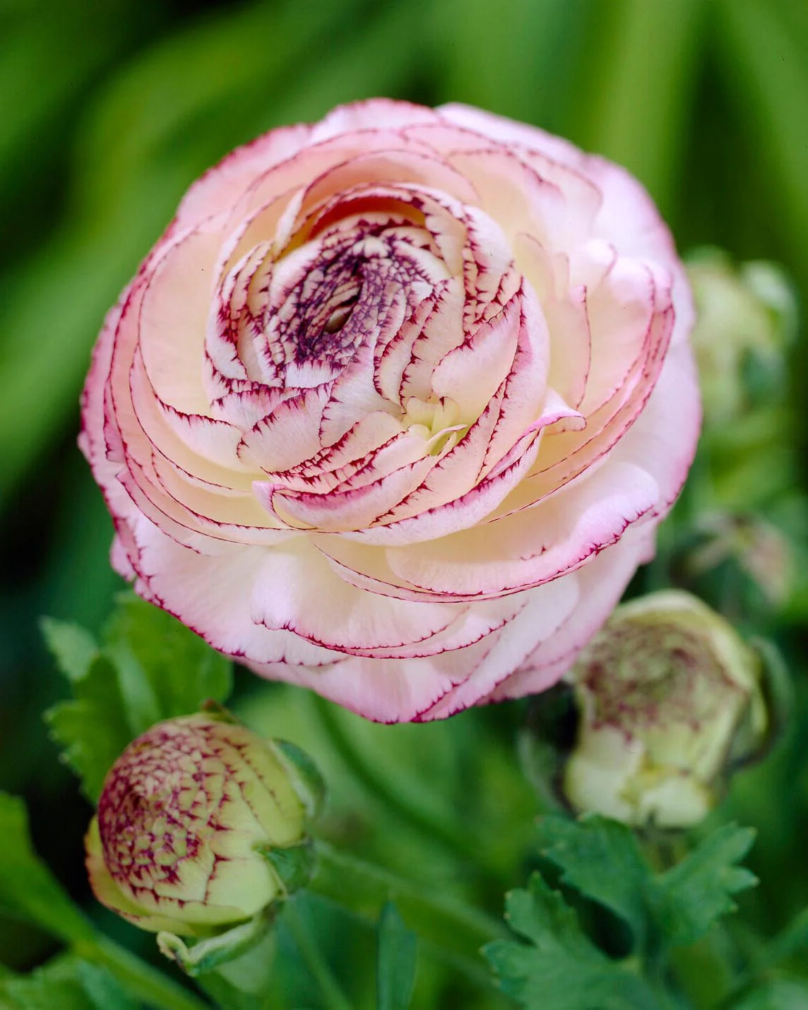 Ranunculus 'Picotee Pink' 5