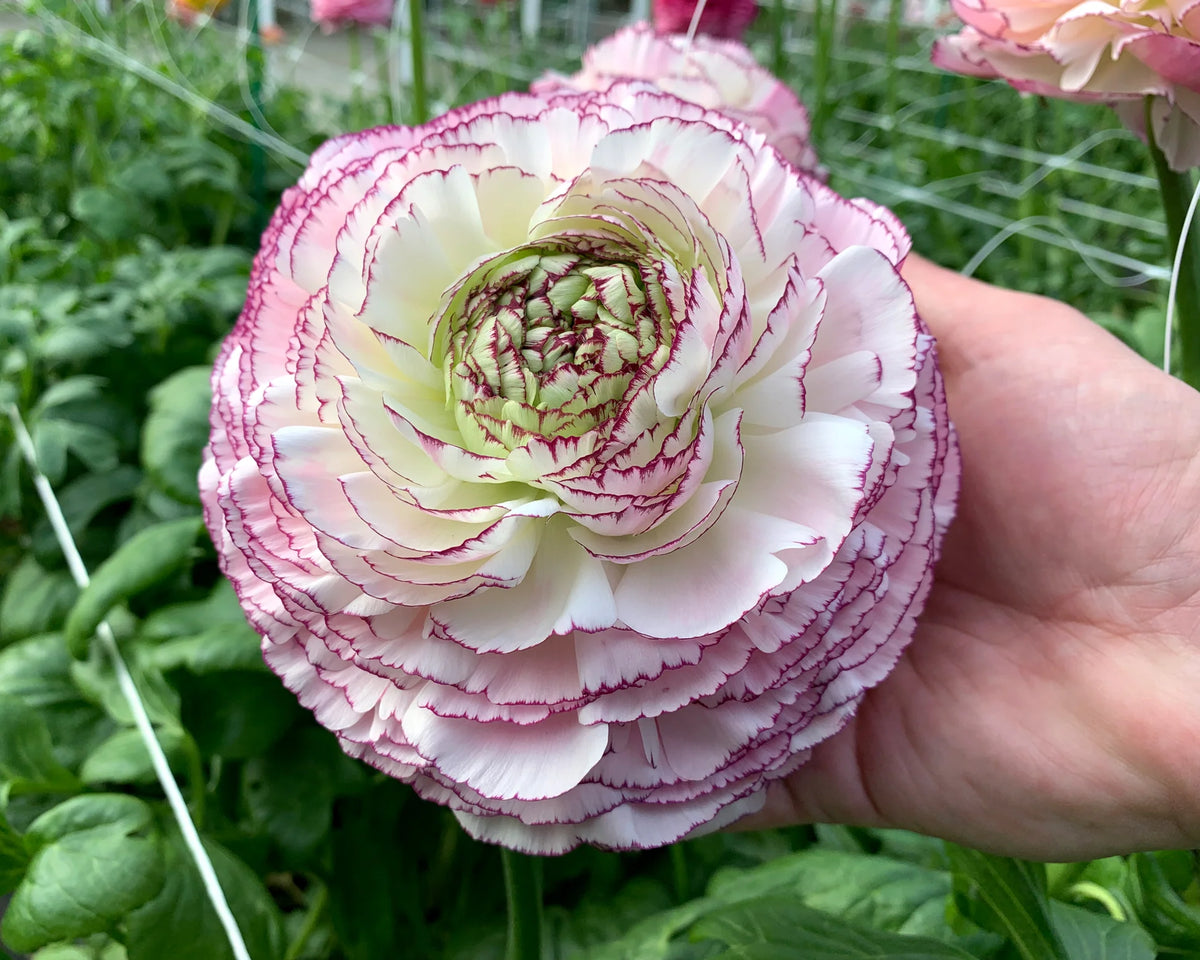 Ranunculus 'Elegance® Striato Bianco' 5