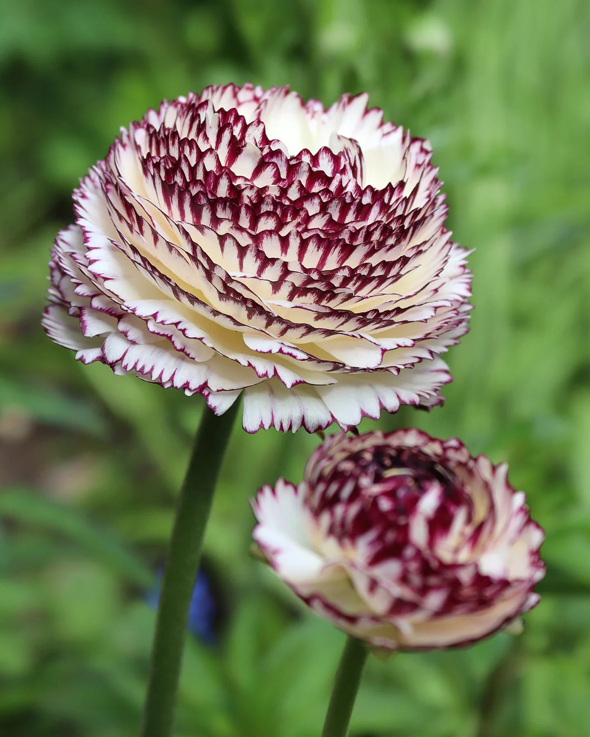 Ranunculus 'Elegance® Striato Bianco' 5