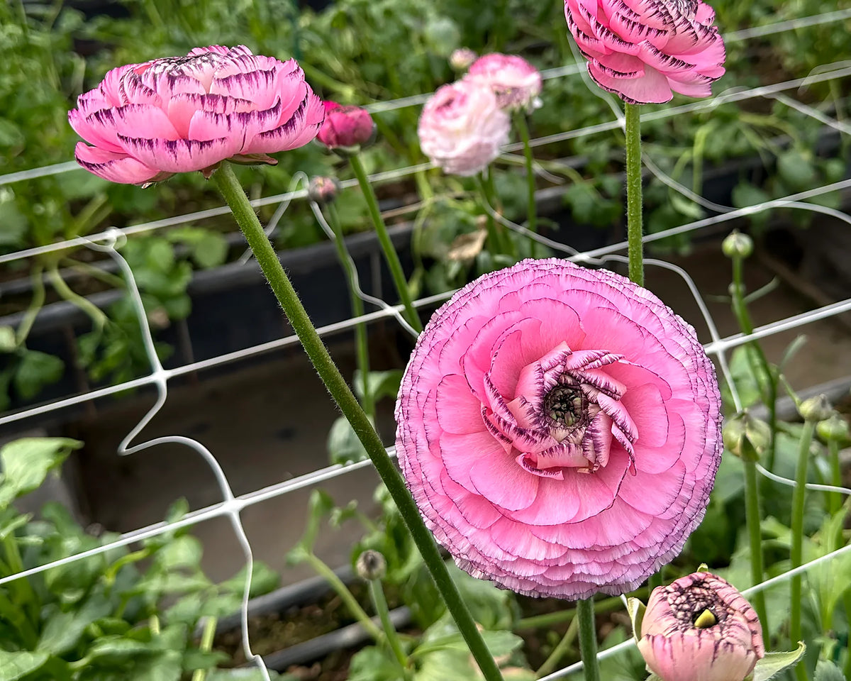 Ranunculus 'Elegance® Striato Rosa' 5