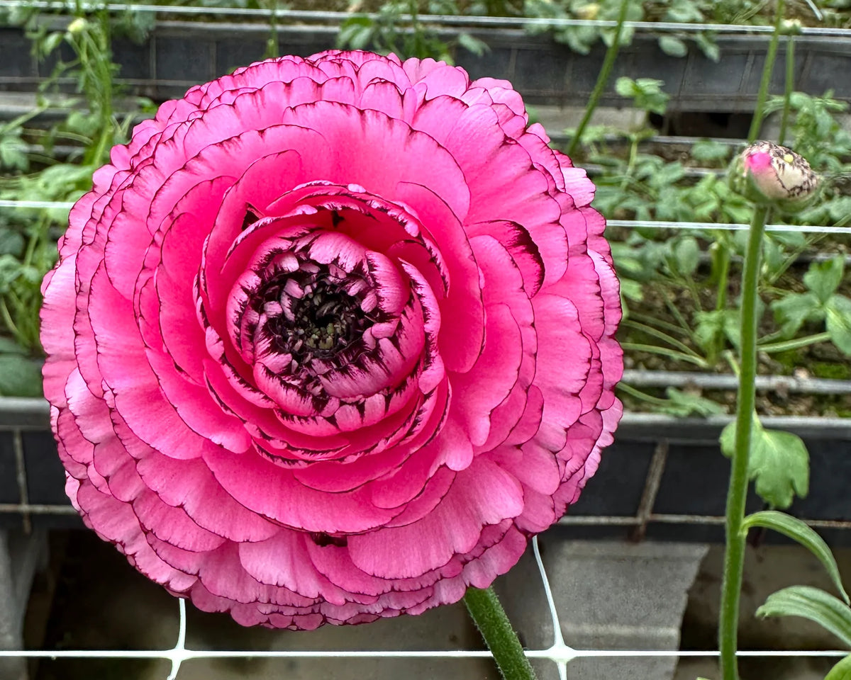 Ranunculus 'Elegance® Striato Rosa' 5