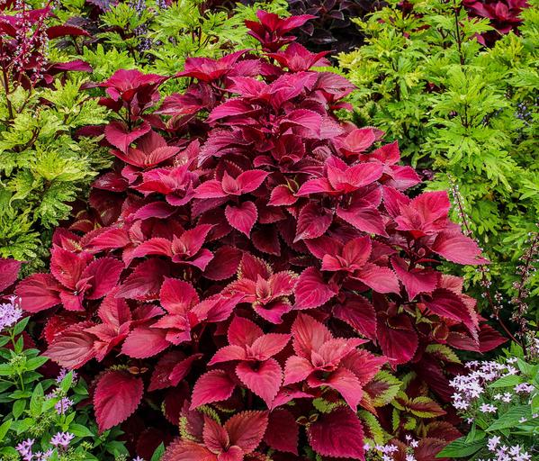 COLEUS FOLIA VELVET