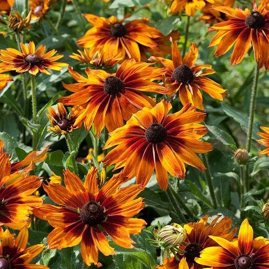 RudbecKia Cappuccino